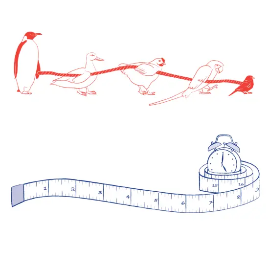 Two illustrations. Top one is a line of different birds holding a rope. Bottom one is a n alarm clock surrounded by a tape measure