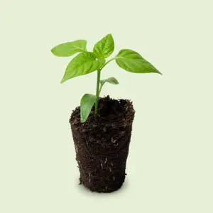 seedlings small plant